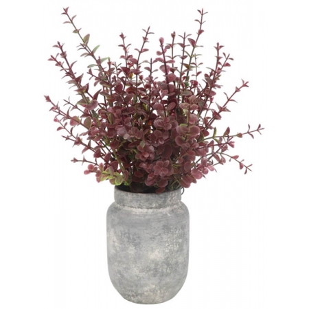 Φυτό διακοσμητικό σε γλαστράκι Ευκάλυπτος γκρι 19x29εκ Ankor 832293