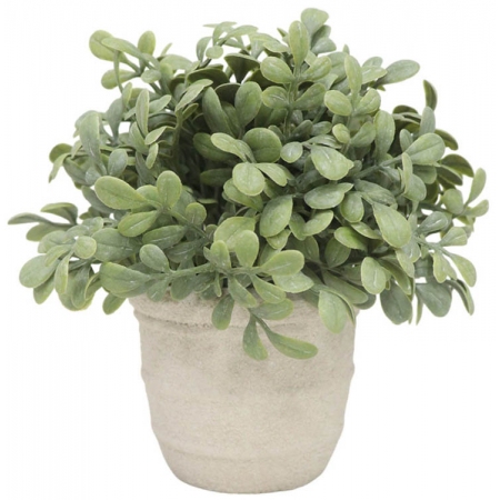 Φυτό διακοσμητικό σε γλαστράκι μπεζ 15.3x15.3εκ Ankor 832330