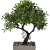 Φυτό διακοσμητικό σε γλαστράκι Bonsai πράσινο 20x14x27εκ Sidirela E-4524