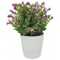 Φυτό διακοσμητικό σε γλάστρα Ευκάλυπτος μωβ 18x26εκ Marhome 21712-4