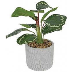 Φυτό διακοσμητικό σε γλαστράκι Καλαθέα πράσινο-λευκό 20x30εκ Marhome 23334-2
