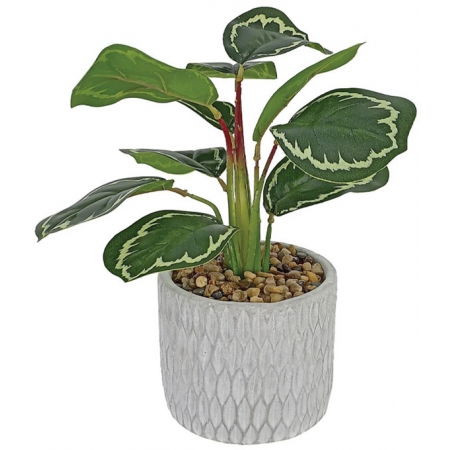 Φυτό διακοσμητικό σε γλαστράκι Καλαθέα πράσινο-λευκό 20x30εκ Marhome 23334-2