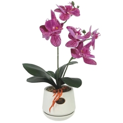 Φυτό διακοσμητικό σε γλαστράκι Ορχιδέα φούξια-λευκό 17x35εκ Marhome 23333-3