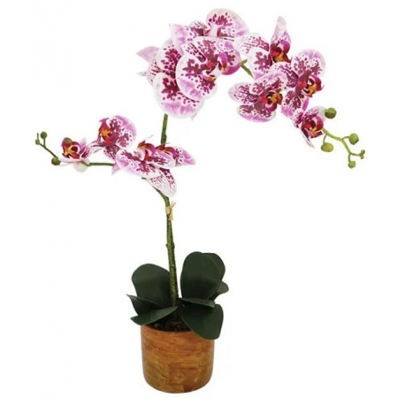 Φυτό διακοσμητικό σε γλάστρα Ορχιδέα φούξια 65εκ Marhome 21028-2