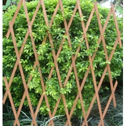 Πτυσσόμενη πέργκολα 150x180εκ. ξύλινη WTRELLIS-150